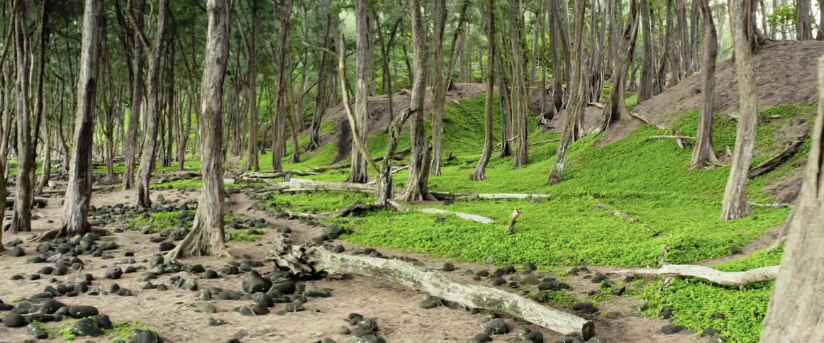 Bright green moss on trees and ground