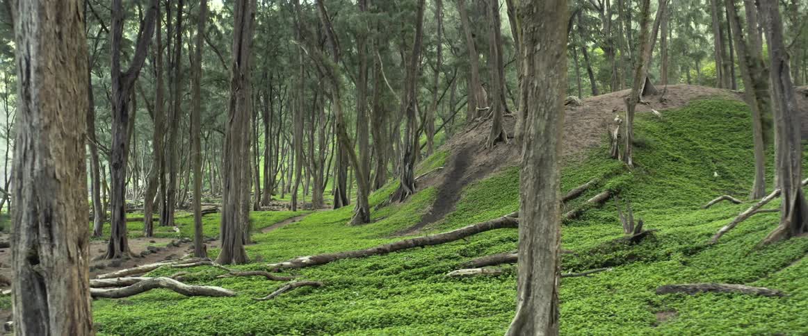 Trees are growing on a hill and fallen trees are lying on the grass among other trees