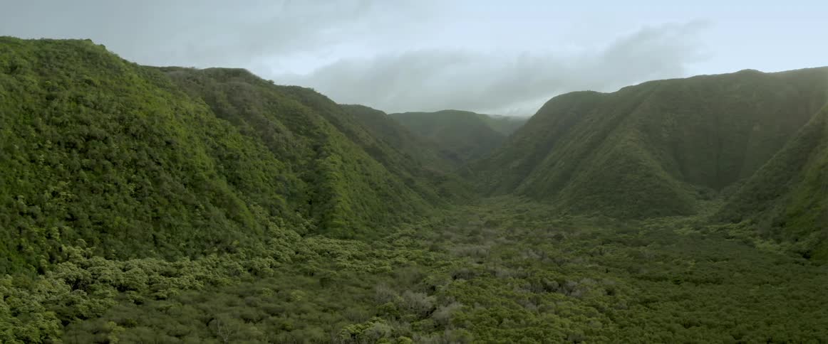 Aerial view of trees in a forest is displayed