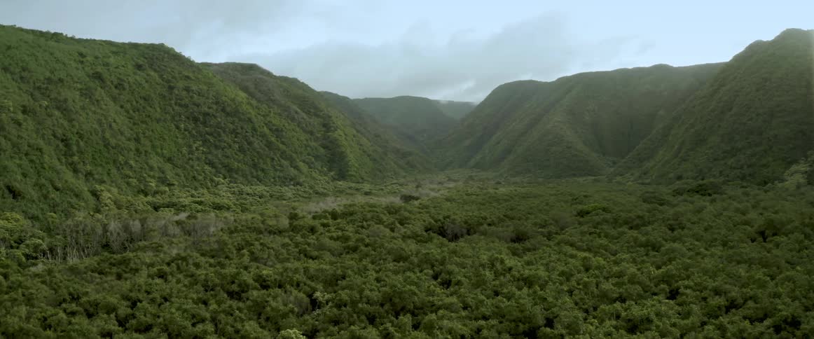 Aerial view of the forest is displayed during spring