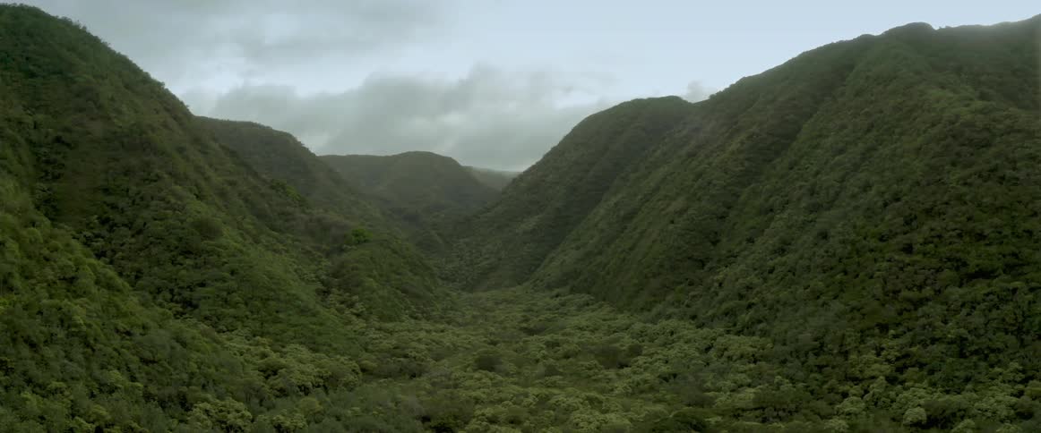 Trees and vegetation covering mountains in nature