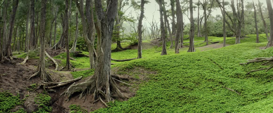 Bright green grass is covering the ground in a forest of trees