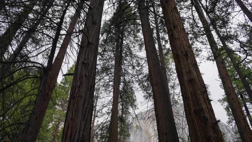 A view of trees out in the forest
