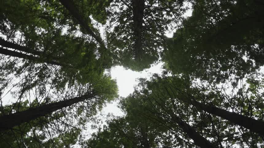 Twisting footage of the treetops of a forest seen from the ground at daytime