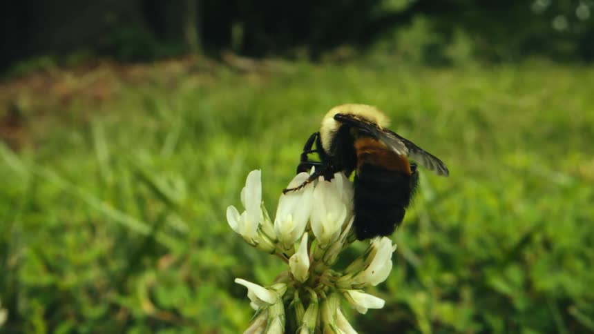Large bee collecting pollen from white wild flowers flies away over the green grass