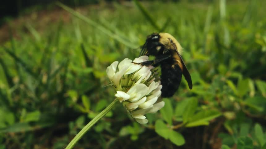 A large bumble bee crawls over the surface of a flower it is pollinating