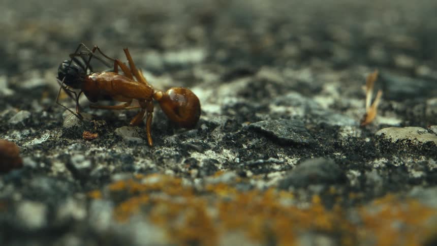An ant climbing on another ant and then running away
