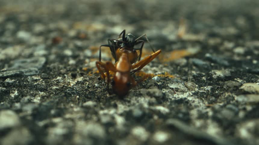 A black ant struggles to lift and carry away the body of a dead red ant