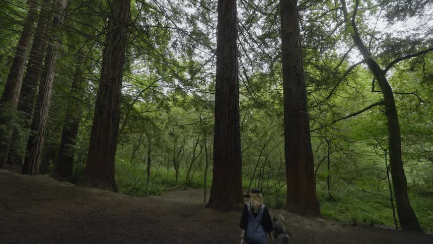 A woman with her dog walks through a forest of towering tall trees
