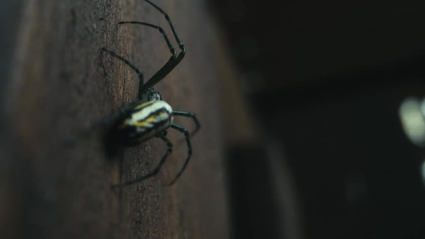 Close up of a spider on dirt