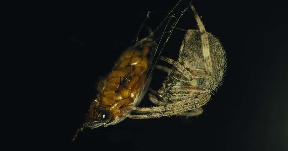 An insect stuck in a web with a spider