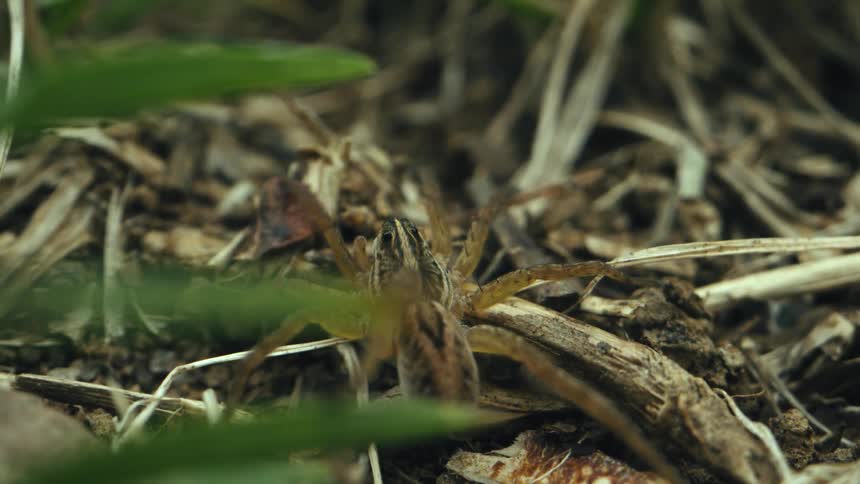 Big brown spider sits on leaves