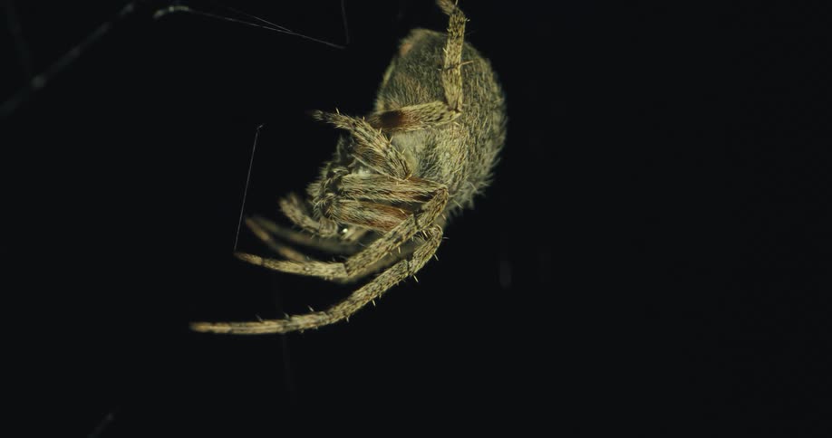 A big spider rocks as it sits in its web
