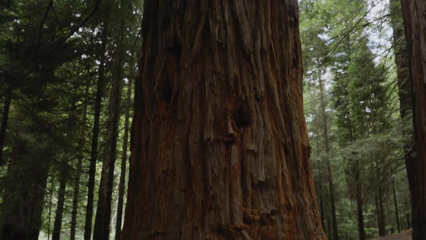 Dirt surrounds a thick tree trunk in the woods