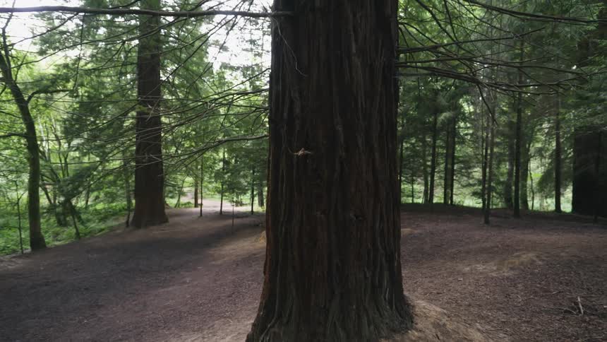 Rugged bark on a tree in the middle of a clearing in the forest