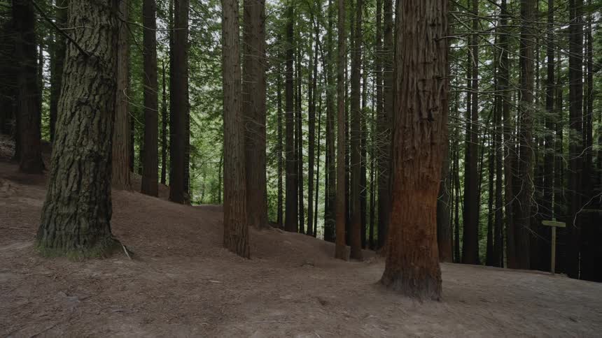 A signpost stands on bare dirt slope among tall forest trees