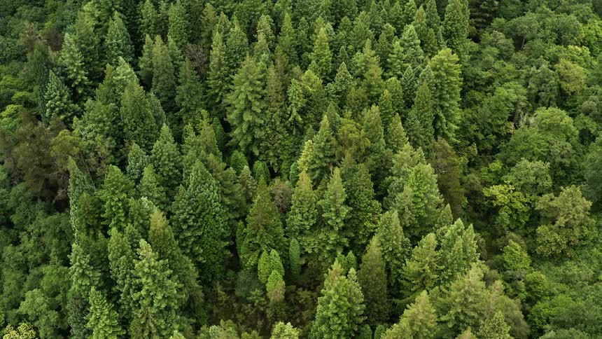 Aerial view of trees in a forest