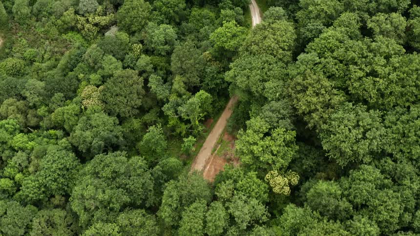 Top down aerial view of a dirt path through the dense lush green vegetation of a forest