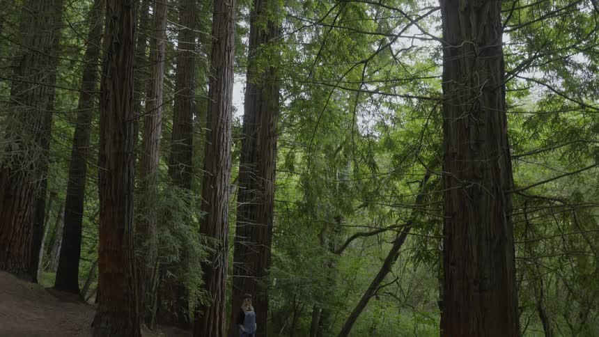 A woman stands with her back against a tree trunk in a forest of extremely tall trees