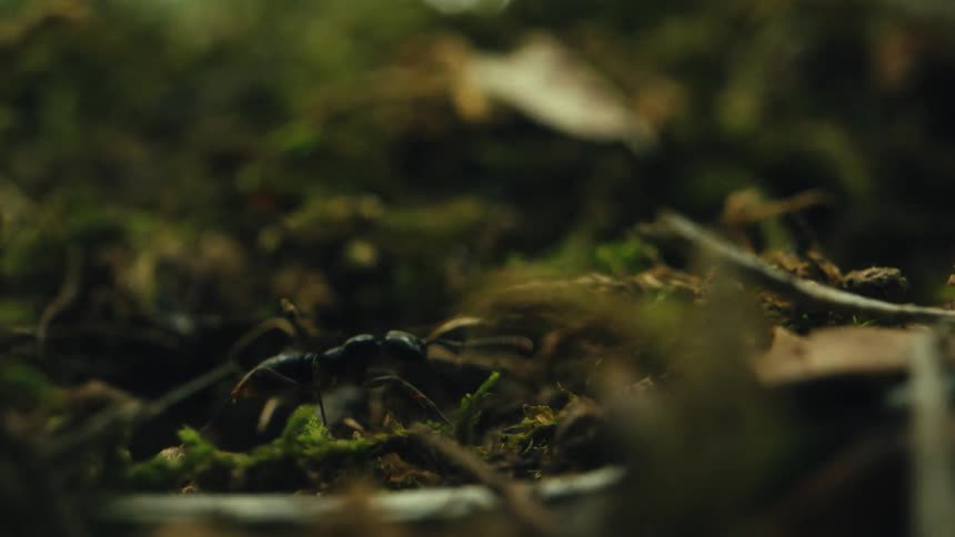 The ant crawls in the grass