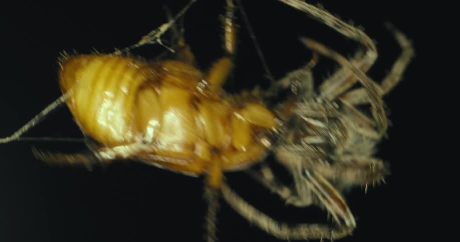 A spider spinning a web
