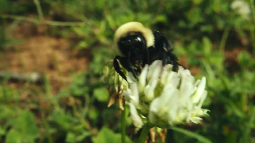 The bee is walking on the flower
