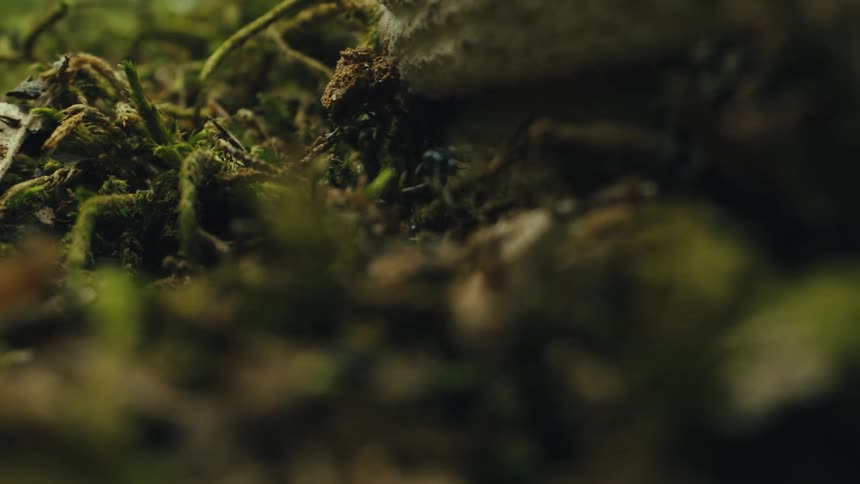 Ants wanders around on mossy ground in the woods