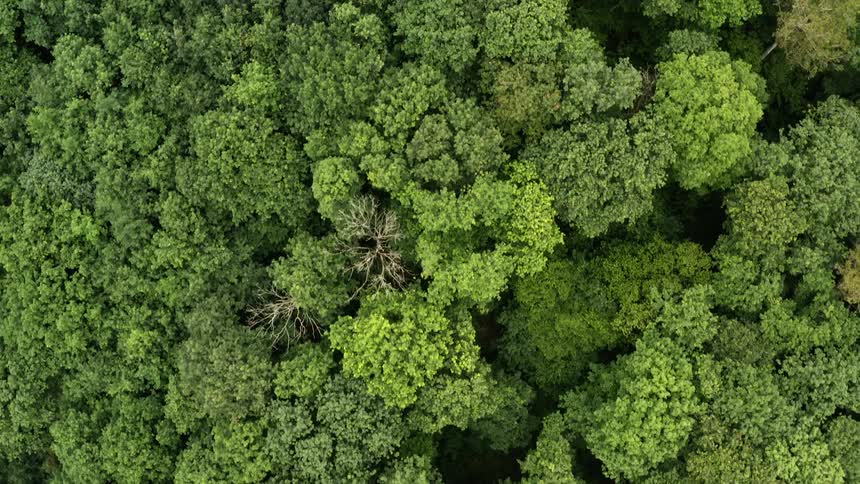 Aerial view of woods with green trees