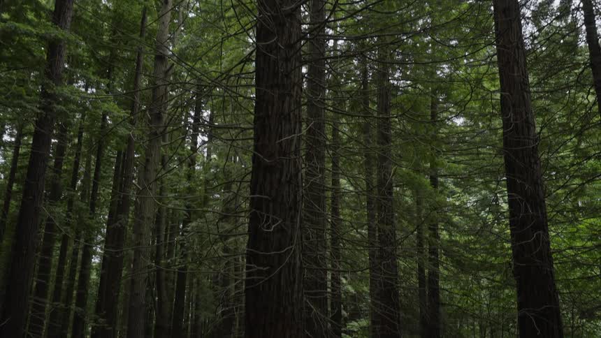 Trees in a forest