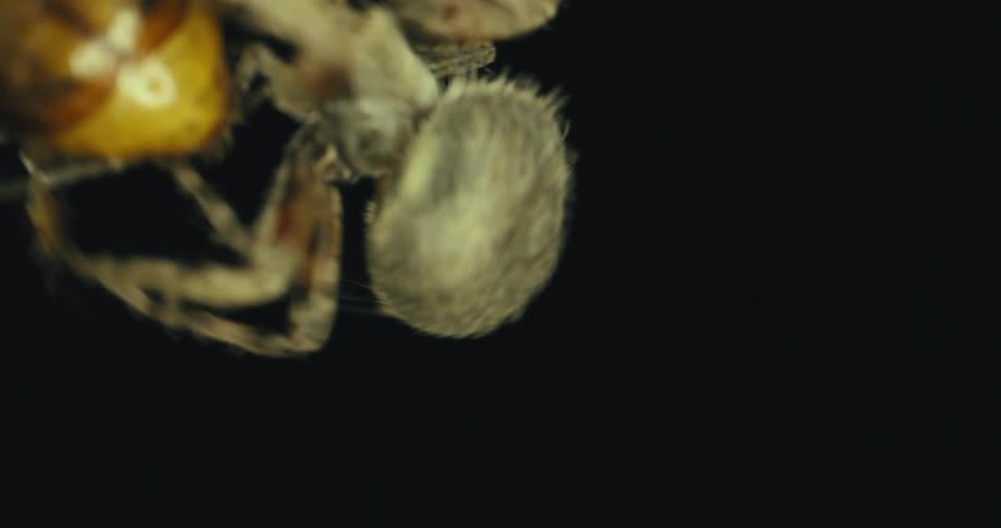 A fuzzy spider carefully wraps another insect in strands of its web