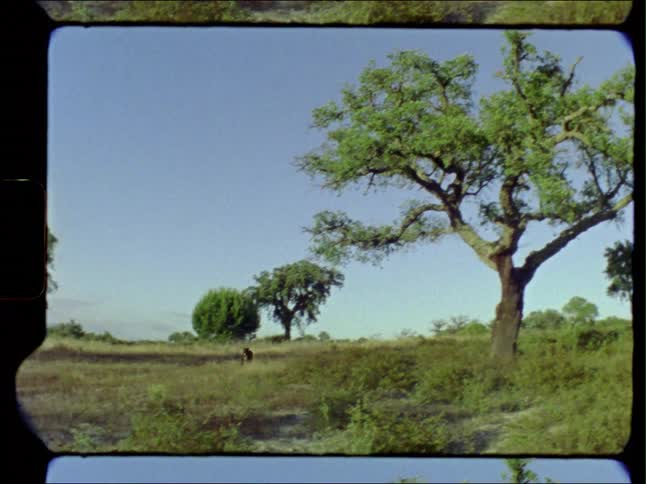 A dog runs along the field