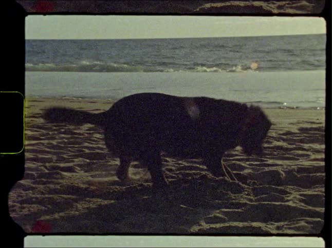 Happy dog digging on the white sand at sunset next to the ocean caught on vintage film