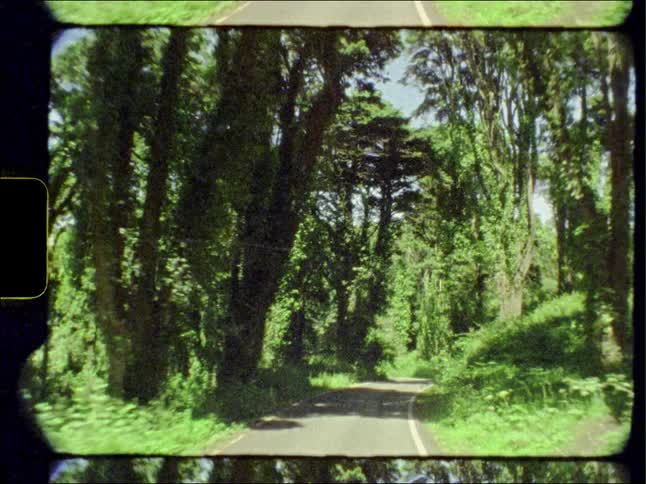 A road with forest on both sides