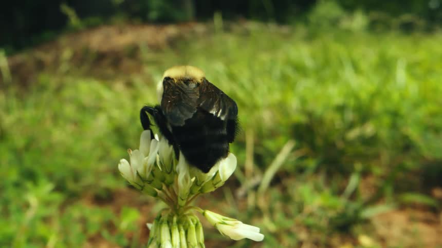 A bumblebee on a white flower flies away from it backwards