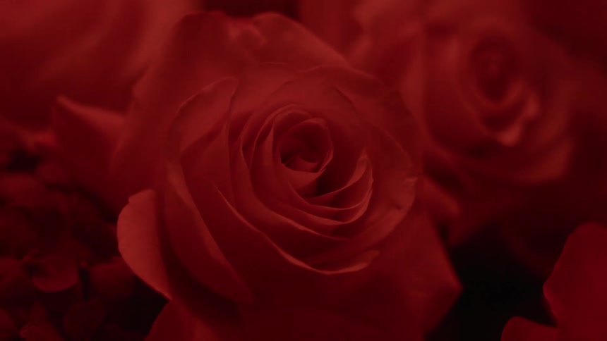 A red light is shining on roses and fading in and out
