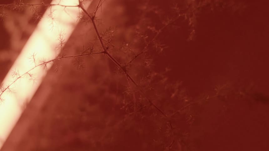 Close up of a branch with small leaves
