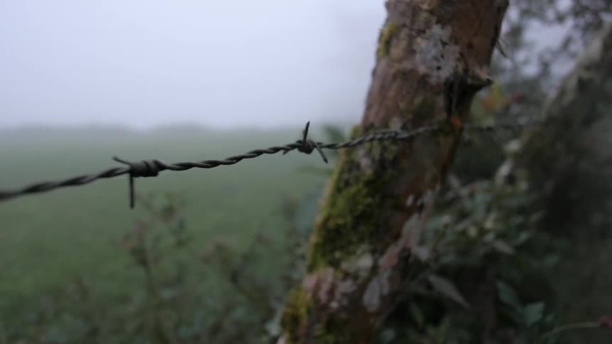 A barbwire fence with branch tree posts
