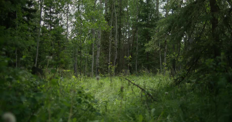 Plants and weeds outside of the forest move in the breeze as tall trees hide the sky