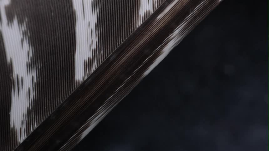 An extreme closeup of a black and white feather highlights its interesting texture