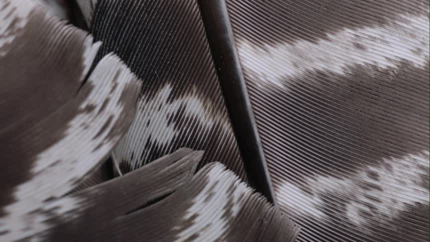 Brown and white patterned feathered fabric