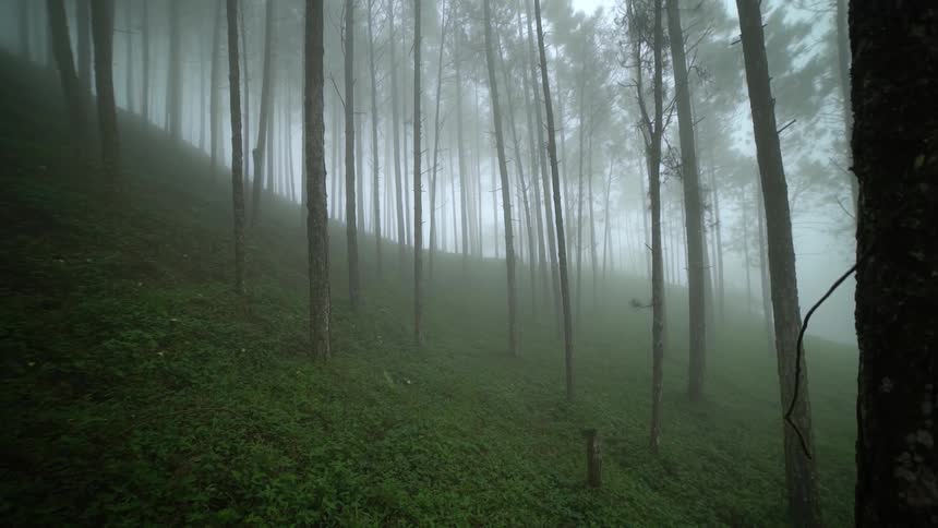 A foggy forest