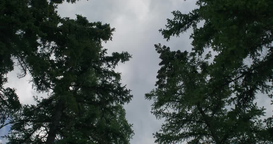 Evergreen trees trunks and branches blowing in the wind against a cloudy sky