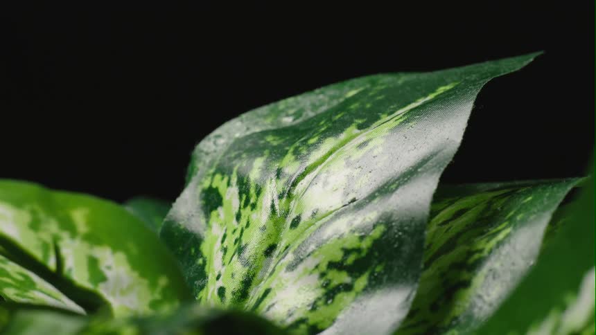 The green plant is wet