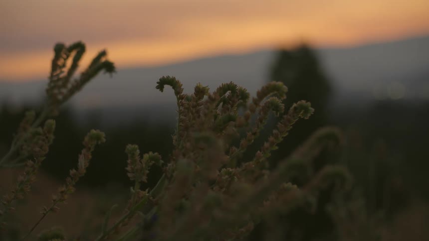 Plant stalks wave in the breeze under a red sky