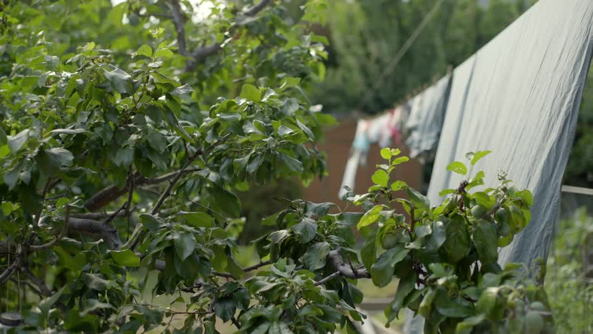 Laundry hanging on the line in the backyard sways in the breeze