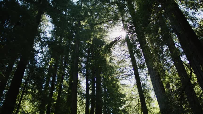 The sun is glaring through the trees