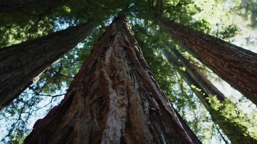 Close up of tall tree trunk in the woods
