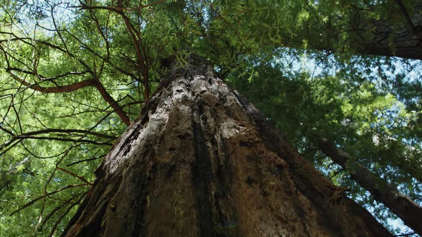 Close up of the rugged bark on a large tree in a forest under a blue sky