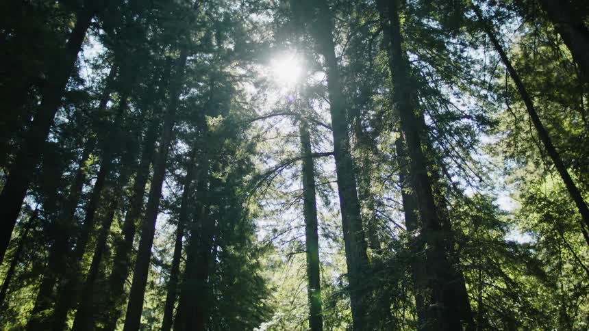 The sun is shining into the woods