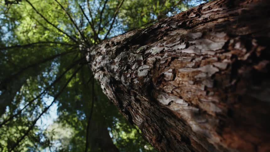 Close up of tall tree trunk in the forest